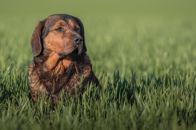 Foto alpine dachsbracke