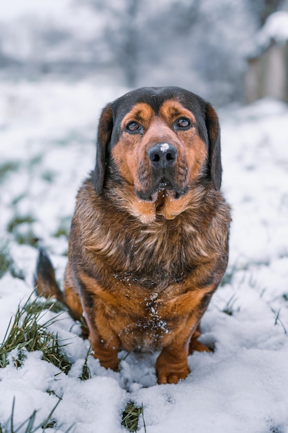 Alpine Dachsbracke