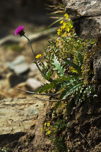 Alpine flowers national park Hohe Tauern Carinthia Austria