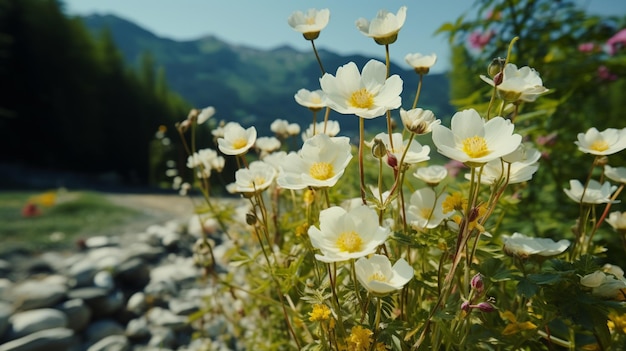 alpine flowers