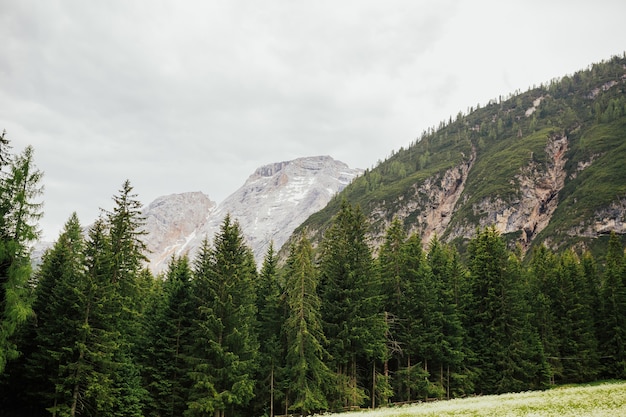 Alpine forest with pine trees on a beautiful summer day, traveling around Dolomites in Italy.