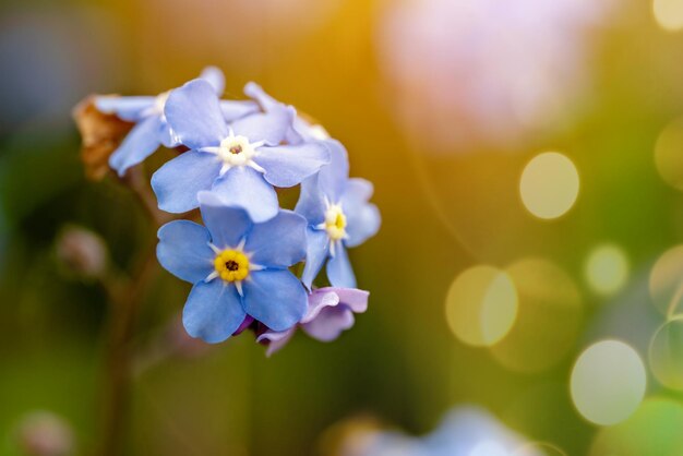 アルパインforgetmenotは春の花の背景をぼかします夏の花