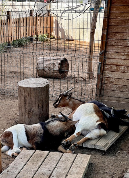 Photo alpine goats on a farm