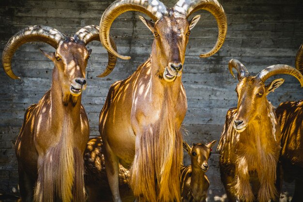 alpine, group of mountain goats, Family mammals with large horns