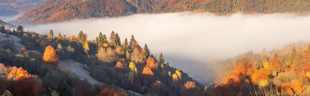 Alpine herfst loofbos boven de wolken