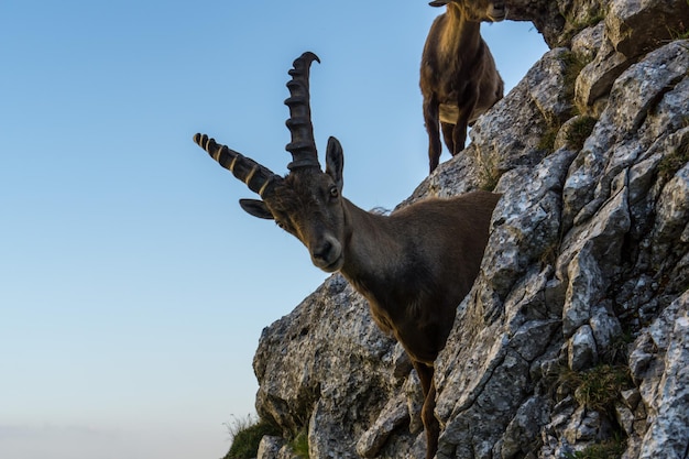 Photo alpine ibex