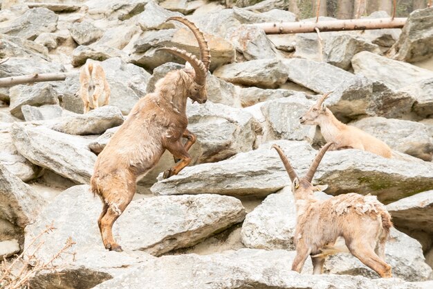 Alpine Ibex