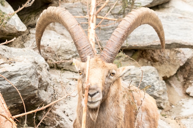 Alpine Ibex