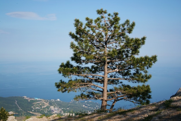 Alpine landscape. Lonely tree on the cliff of a large mountain. Sea view and small town
