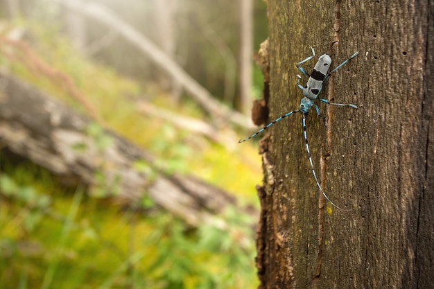 Photo alpine longhorn beetle climbing on tree in sunlight