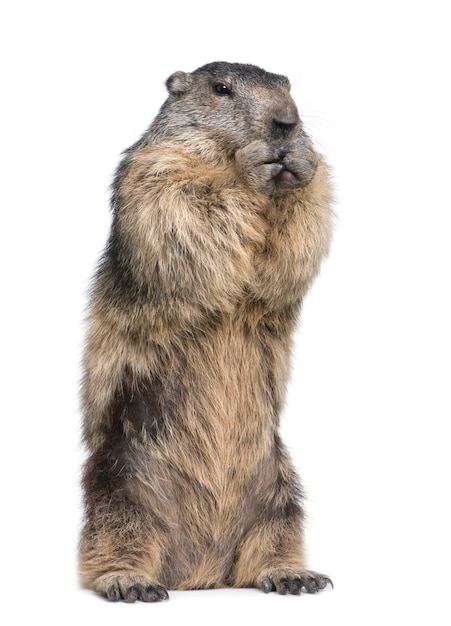 Alpine Marmot - Marmota marmota on a white isolated