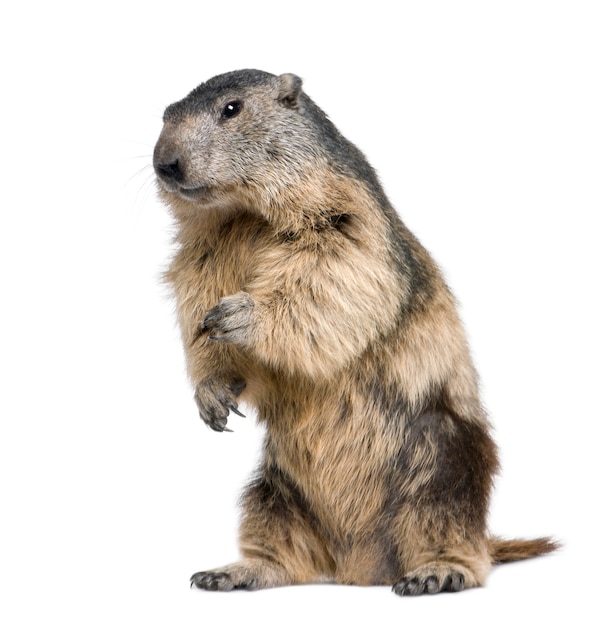 Alpine Marmot - Marmota marmota on a white isolated