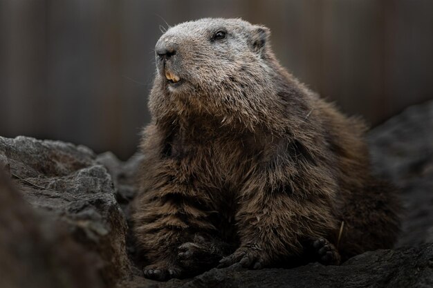 Alpine marmot