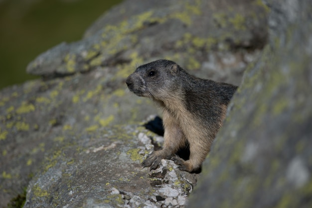 Alpine marmot