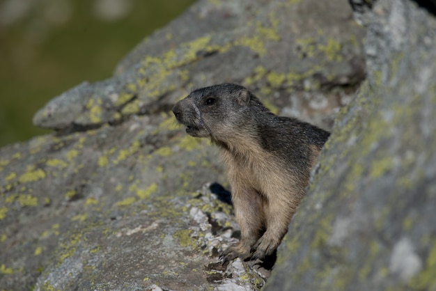 Foto marmotta alpina