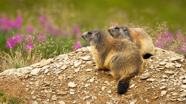 Alpine marmots resting by the den