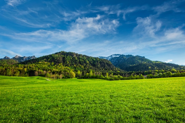 Prato alpino in baviera, germania