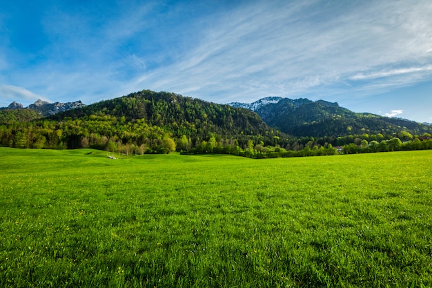 Alpine meadow in Bavaria,  Germany