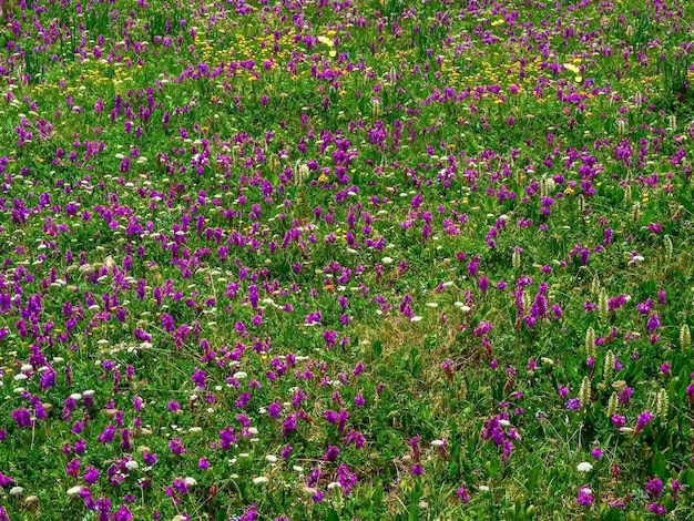 クローズアップでさまざまな草が咲く高山の牧草地高山の牧草地が咲く草高山の緑の夏の牧草地が咲く紫色の花が咲く高山の高地高山の咲く牧草地