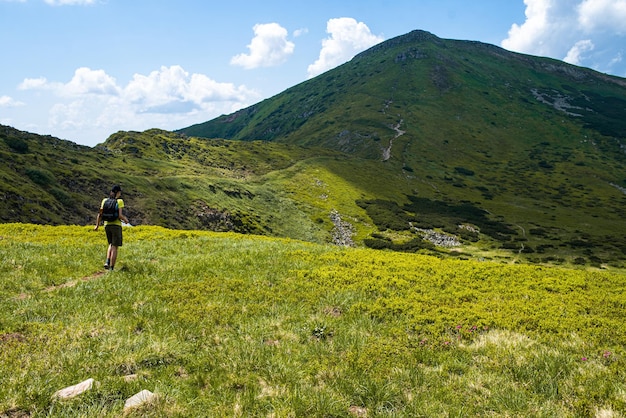 夏の高山草原の風景