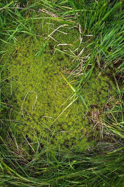 高山の牧草地の植生