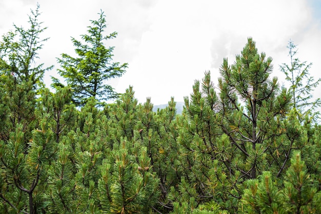 Alpine meadow vegetation