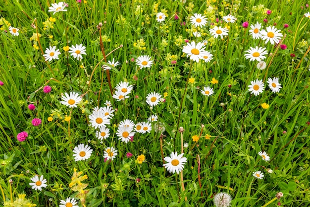 Alpine meadow with wild daisies and clovers on a summer day