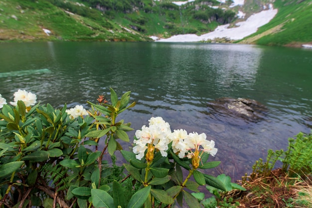 Photo alpine meadows and flowers