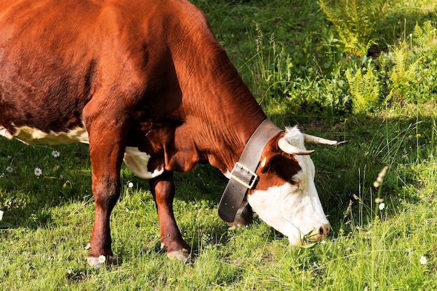 Photo alpine mountain cows eating grass in france in spring