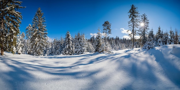Альпийская гора, снежная зима, еловый лес, солнечный свет в голубом небе, длинные тени на снежных сугробах
