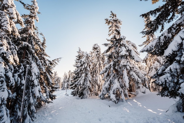 Alpine mountains landscape with white snow and blue sky Sunset winter in nature Frosty trees under warm sunlight Krkonose Mountains National Park Czech Republic snezka