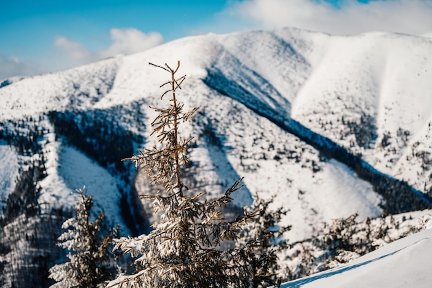 Альпийский горный пейзаж с белым снегом и голубым небом Закатная зима в природе Морозные деревья под теплым солнечным светом Чудесный зимний пейзаж