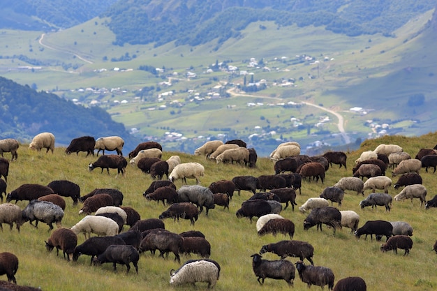 Alpine pasture in the forest for sheep and rams.