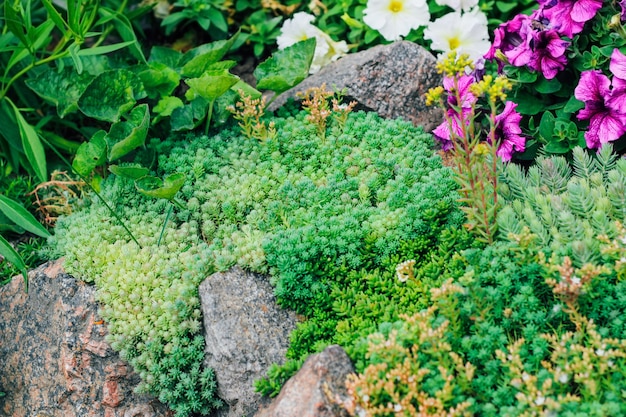 Alpine style flower bed with stones and succulents