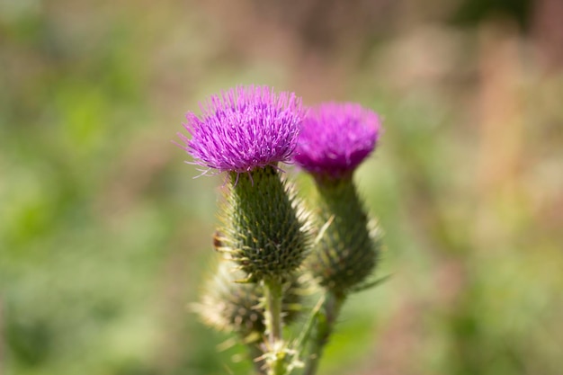 アルパイン アザミ Carduus defloratus とも呼ばれる山アザミは carduus Carduus 属の植物です。