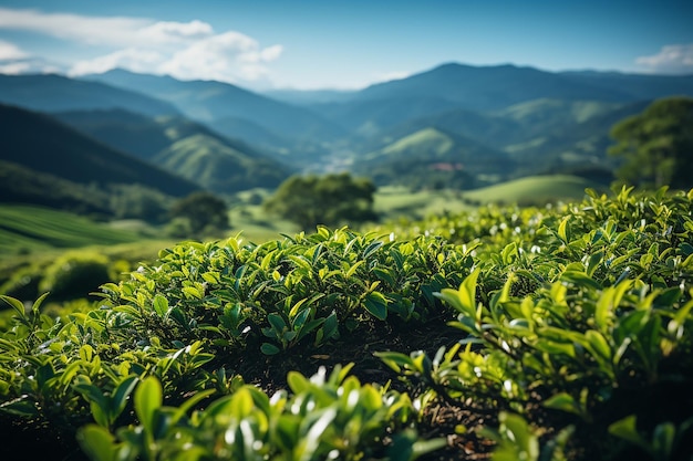 _山を背景にした緑豊かな茶畑のアルプスの静寂の景色_