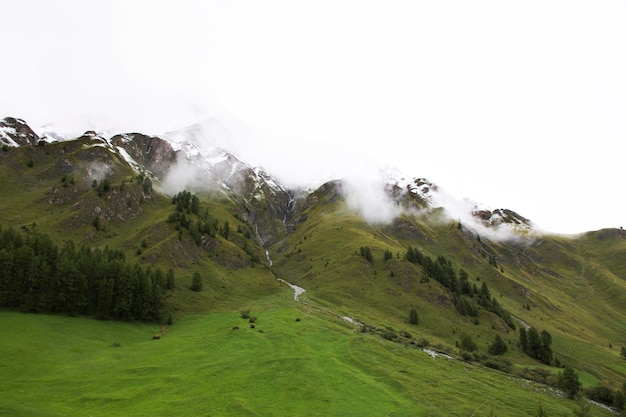 Alpine tree forest on the mountain with Alps highest and most extensive mountain range in Samnaun a high Alpine village at Graubunden region of Switzerland