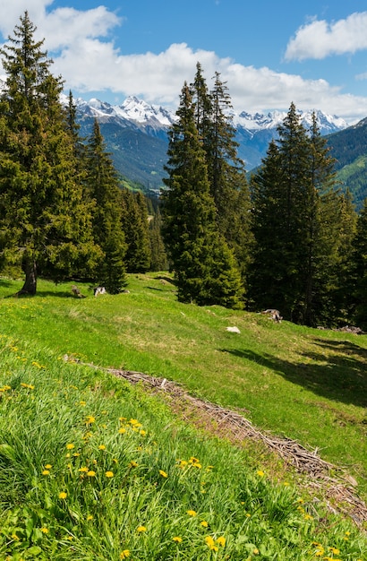 Alpine uitzicht met gele paardebloem bloemen op zomer berghelling (Oostenrijk)