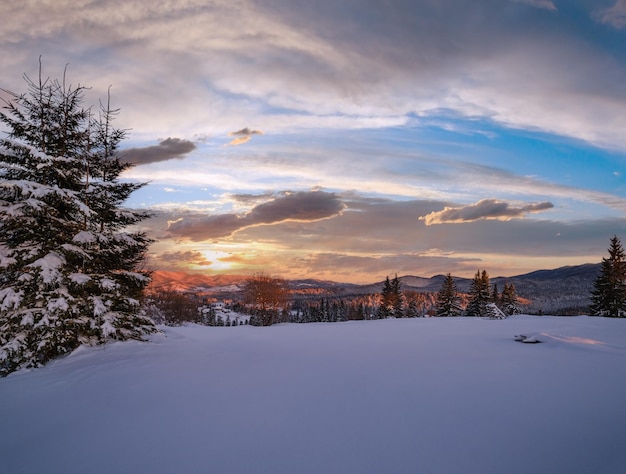 写真 アルプス村の郊外は昨日の夕方の日差し冬の晴れた日差し雪が積もった丘と杉の木