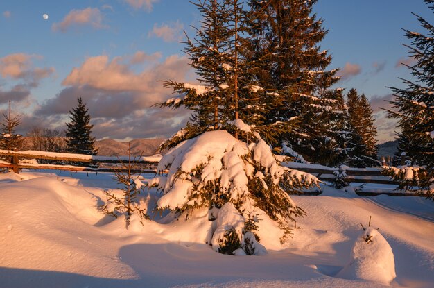 Alpine village outskirts in last evening sunset sun light Winter snowy hills and fir trees