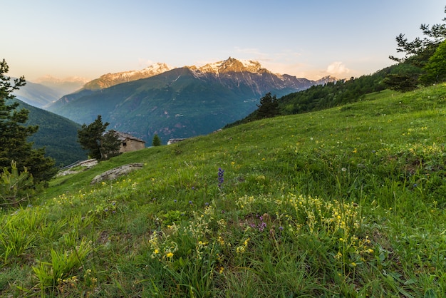 Alpine weide bij zonsopgang