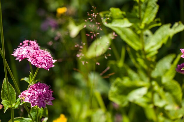 Alpine wild flowers close-up, sunlight and daytime, nature background. Blooming flowers in Georgia