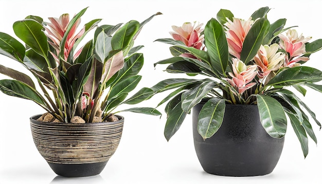 Alpinia zerumbet in a pot isolated on white background