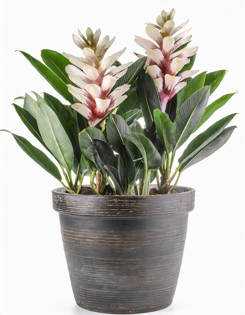 Alpinia zerumbet in a pot isolated on white background