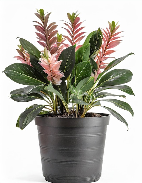 Alpinia zerumbet in a pot isolated on white background