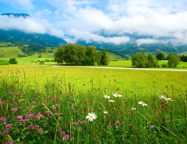 アルプスの山の牧草地の静かな夏の景色