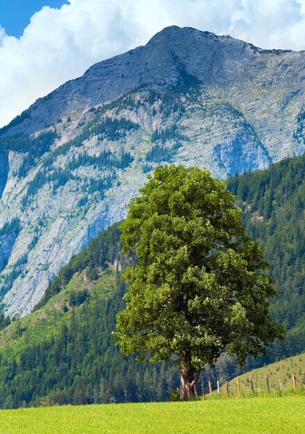 Foto prato di montagna delle alpi tranquilla vista estiva alps