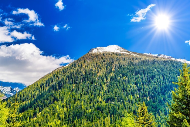 Фото Альпы покрыты сосновым лесом davos graubuenden sw