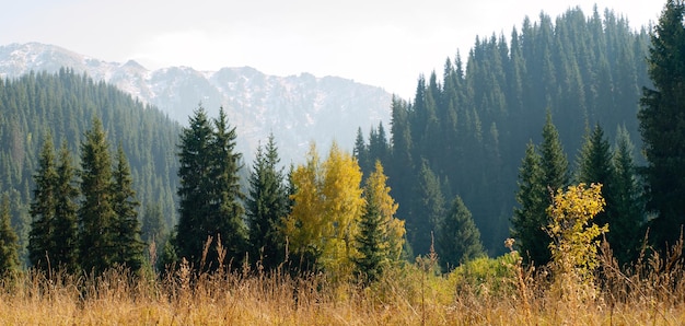 Alps view