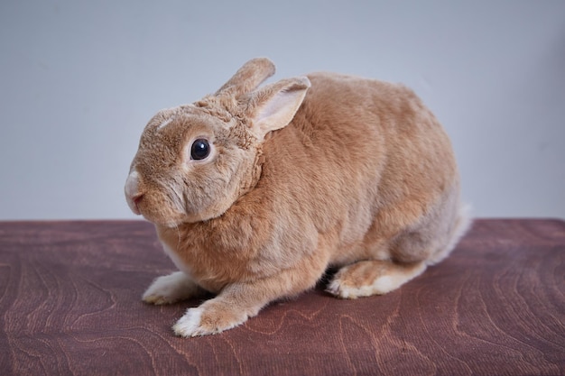 Foto als huisdier gehouden konijn op een houten oppervlak
